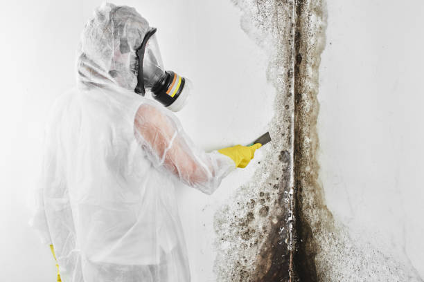 Best Home Mold Removal  in Echelon, NJ