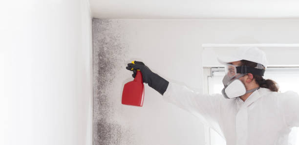 Best Mold Damage Repair  in Echelon, NJ